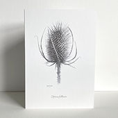 Greeting card - botanical drawing of teasel with 5 star review