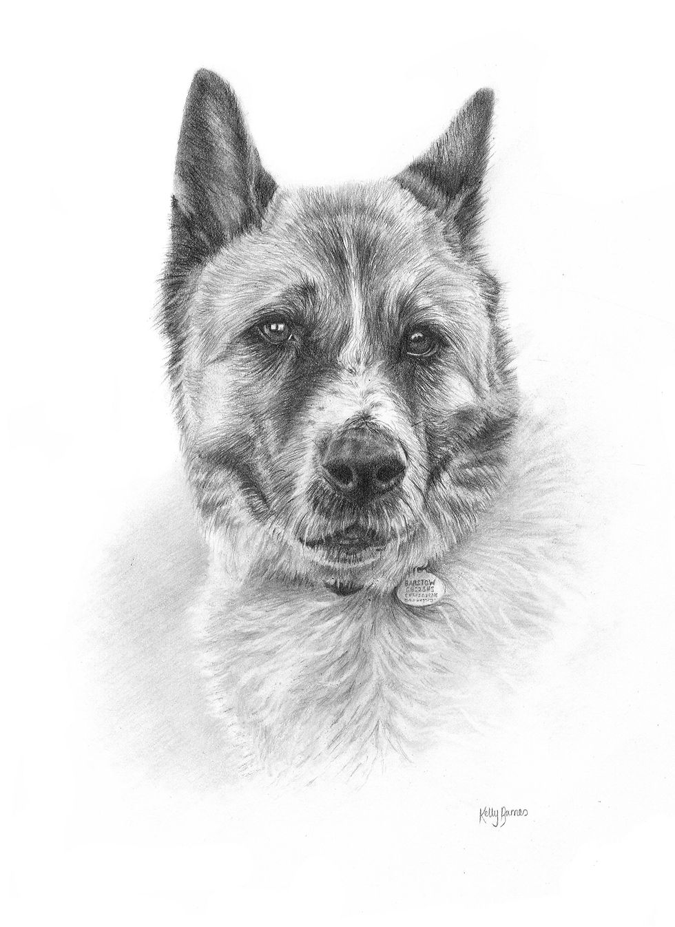 Buddy - Akita