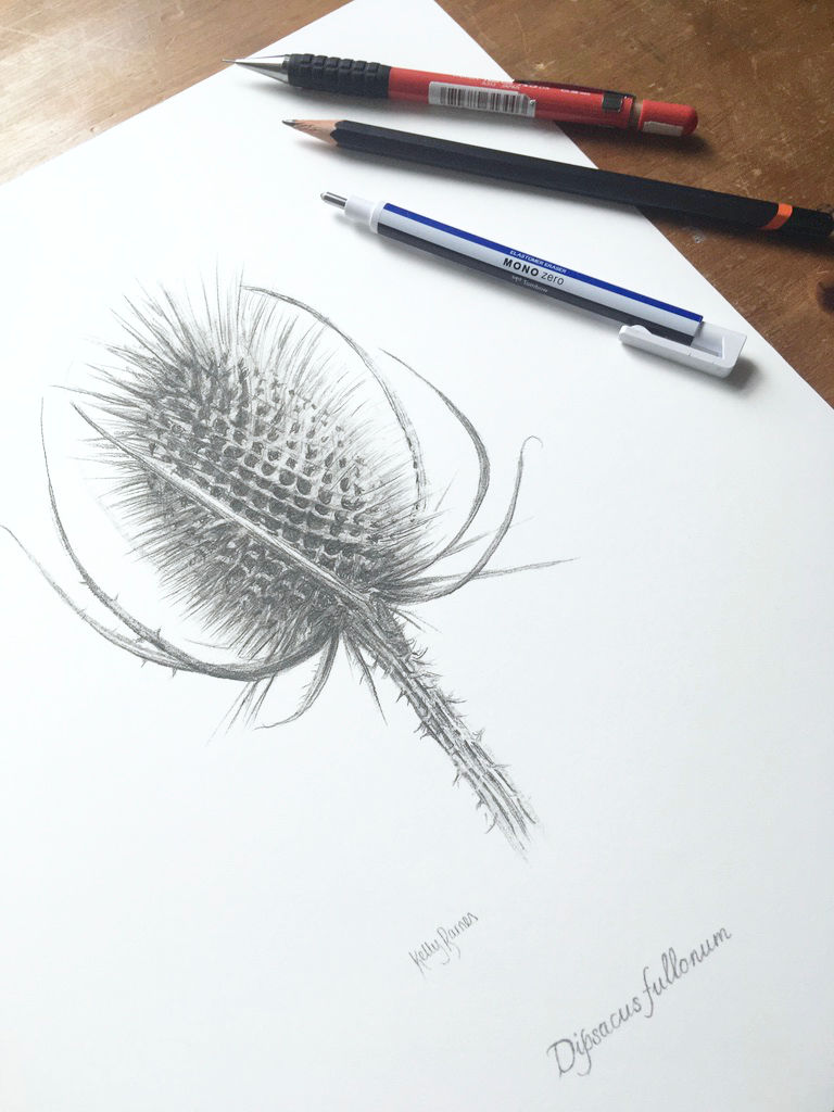 Thumbnail: Pencil drawing of teasel with pencils.