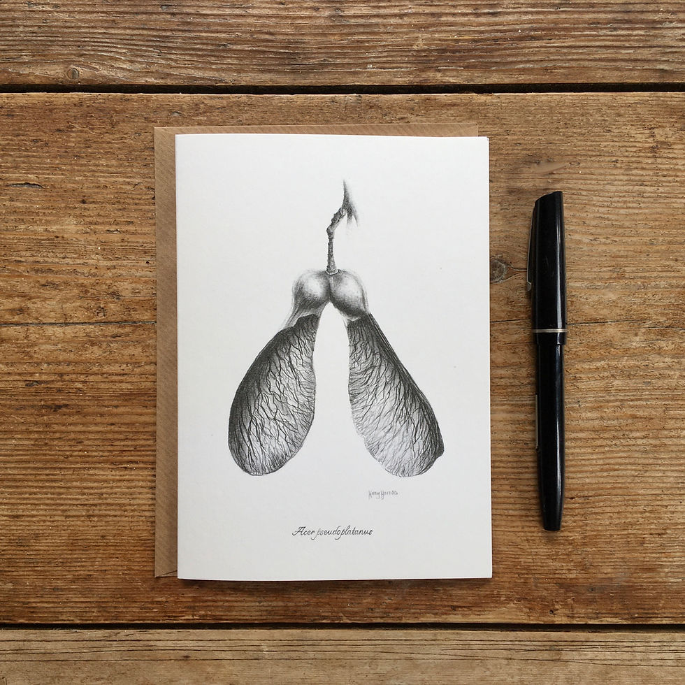 Thumbnail: Botanical pencil drawing of sycamore seeds on a greeting card.
