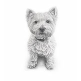 Pencil portrait drawing of Highland terrier