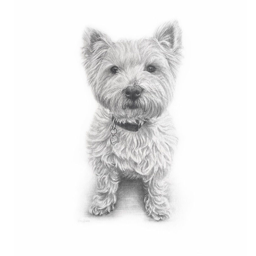 Tilly - Highland Terrier