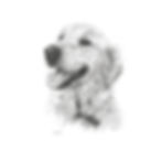 Pencil drawing of a golden retriever.