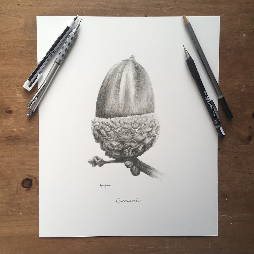 Thumbnail: Acorn Pencil Drawing | Digital Download