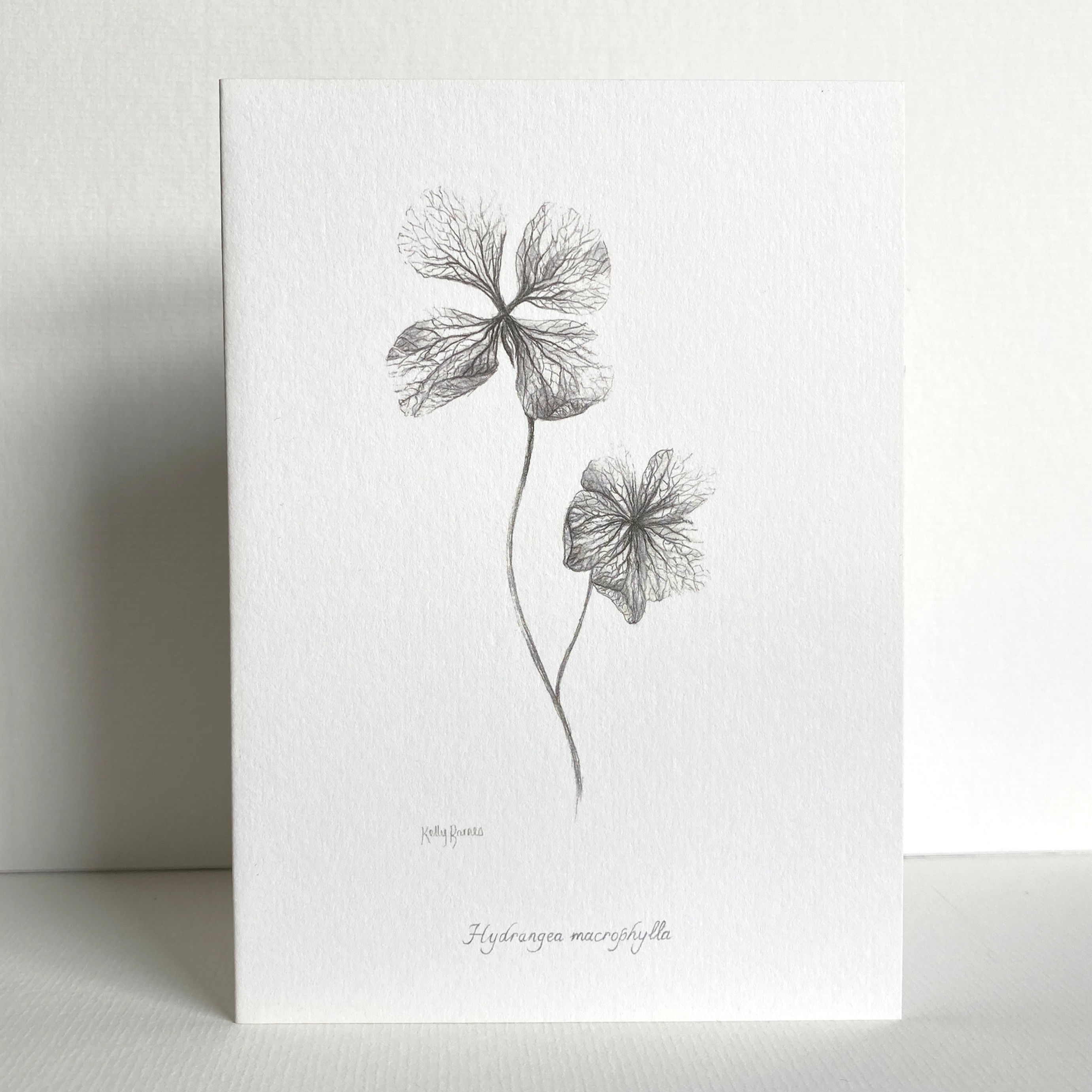 Botanical pencil drawing of hydrangea petals in winter on a greeting card.