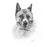 Buddy