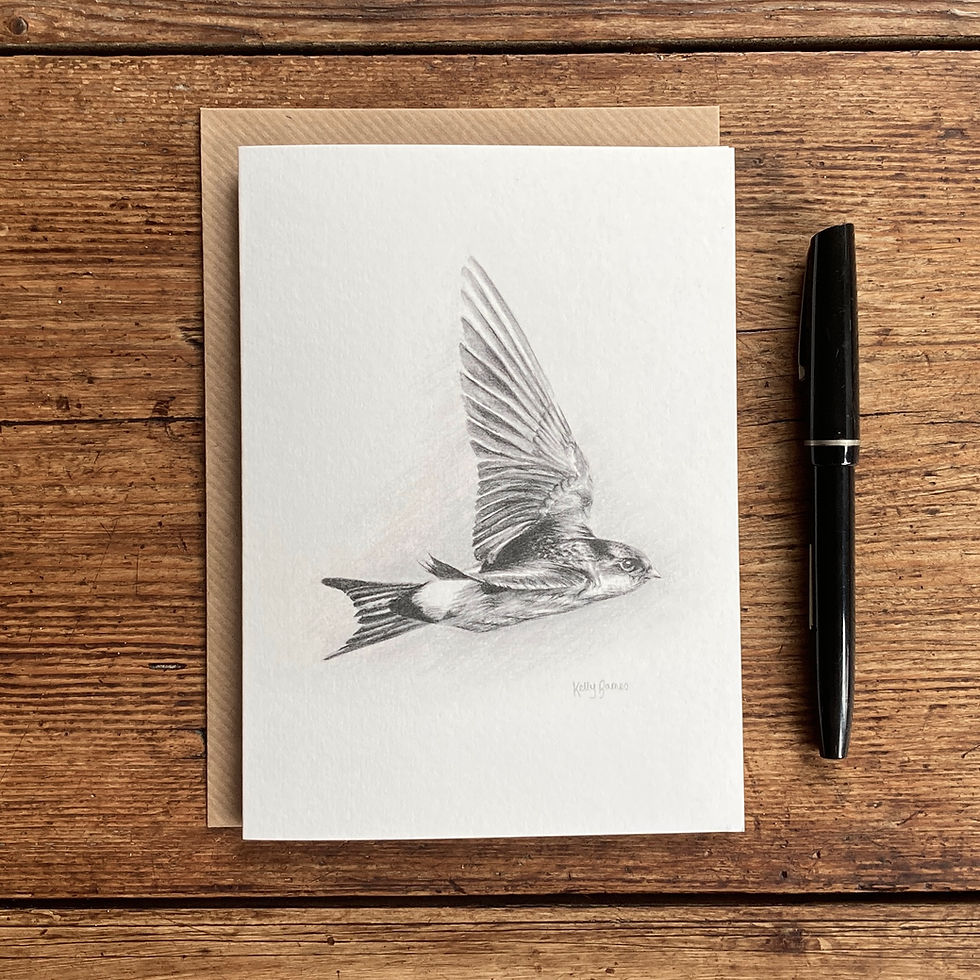 Thumbnail: Pencil drawing of a house martin bird in flight on a greeting card.