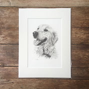Mounted print of golden retriever pencil drawing with 5 star review