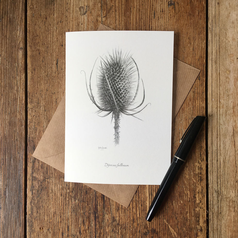 Thumbnail: Pencil drawing of teasel on a greeting card.
