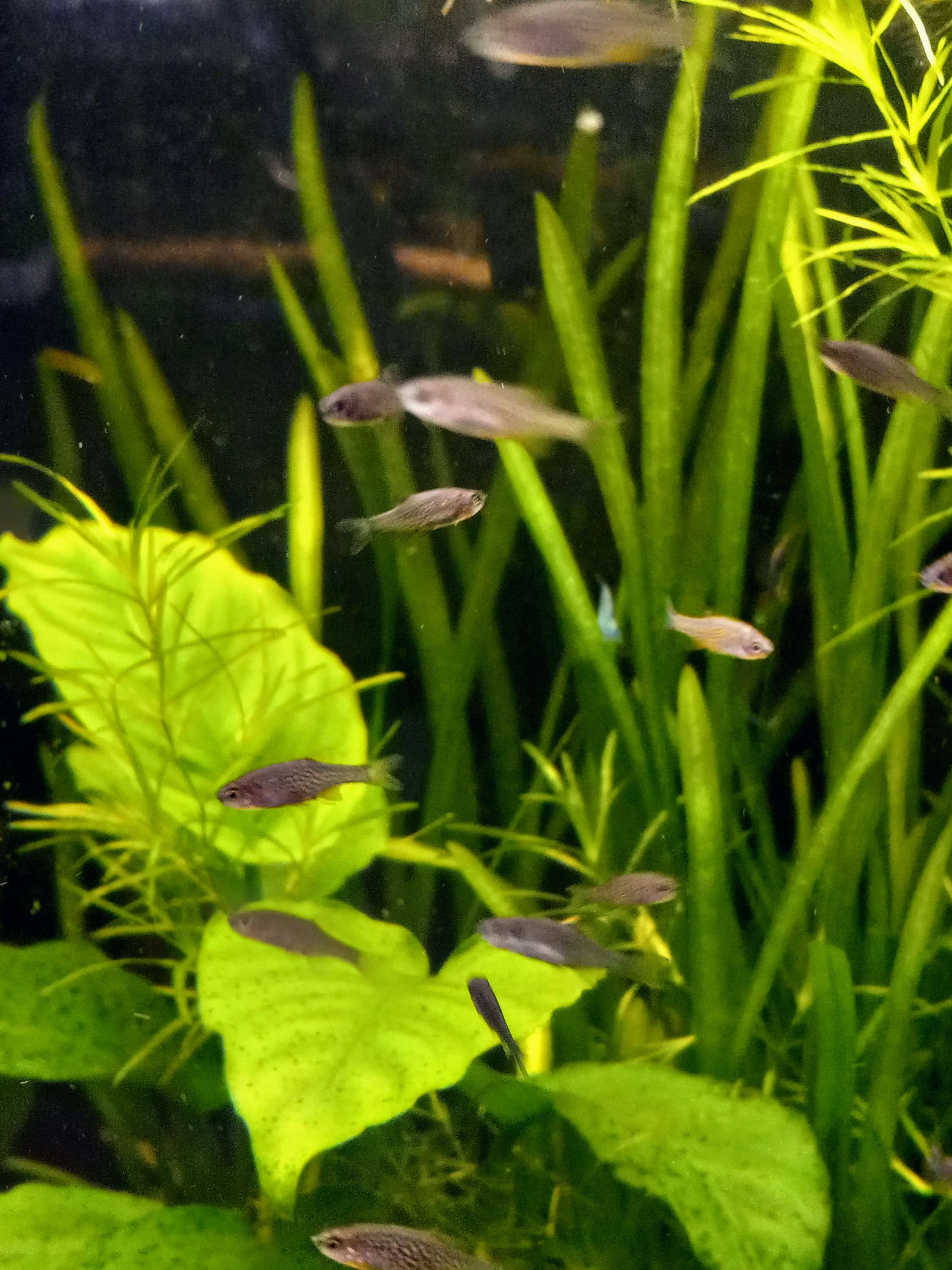MICRORASBORA GALAXY (CPD) Danio perlé céleste