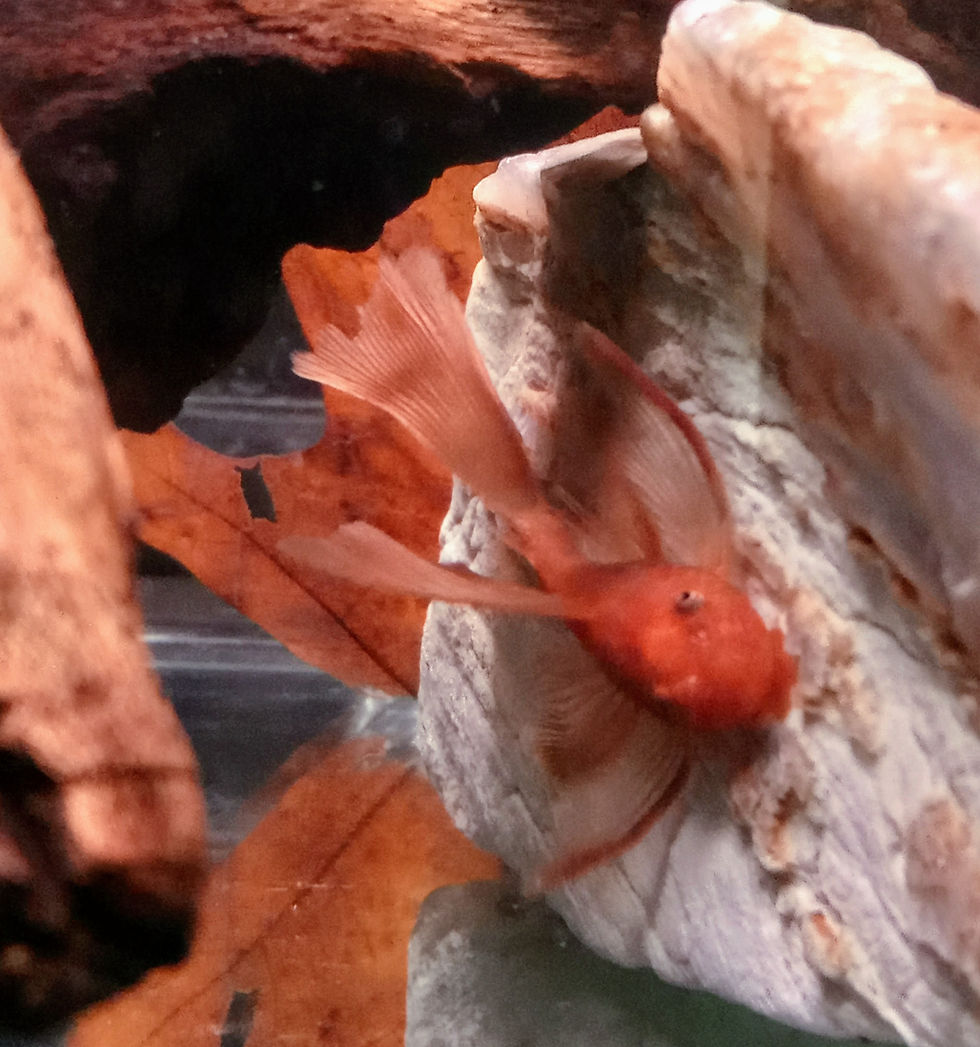 Miniature : SUPER RED LONGFIN ancistrus