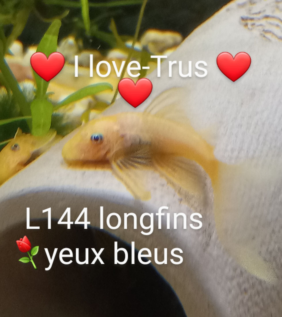 Miniature : L144 LONGFIN   ancistrus