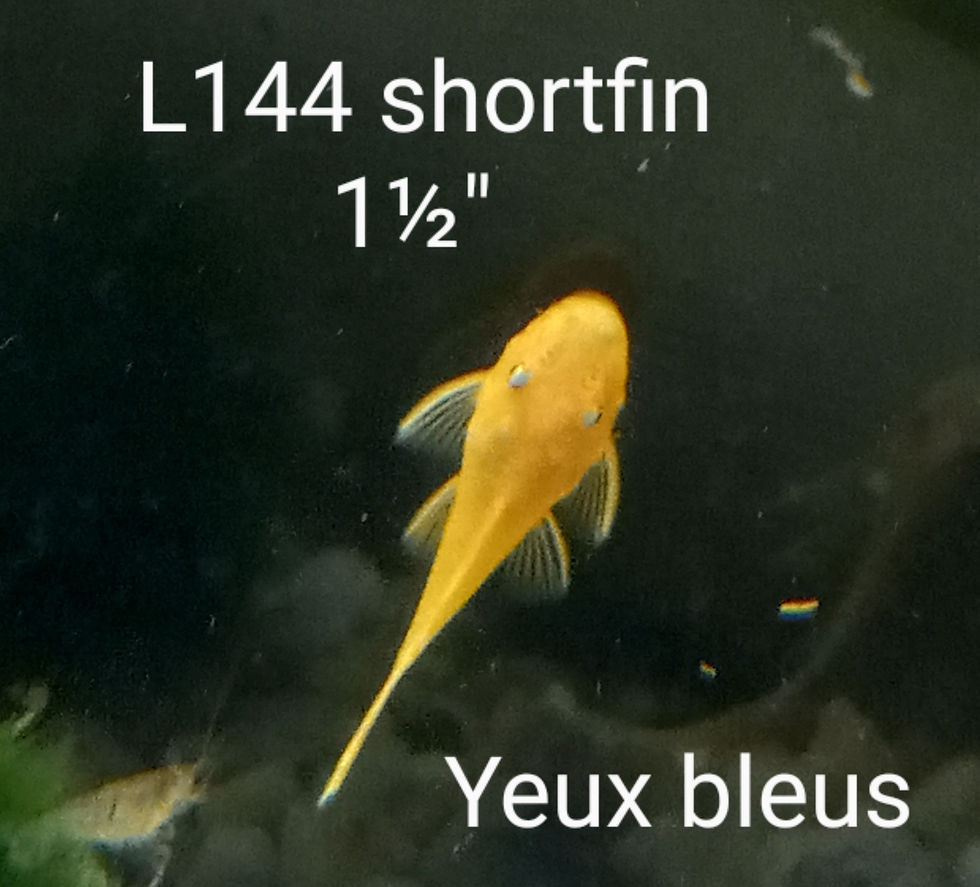 Miniature : L144 SHORTFIN ancistrus