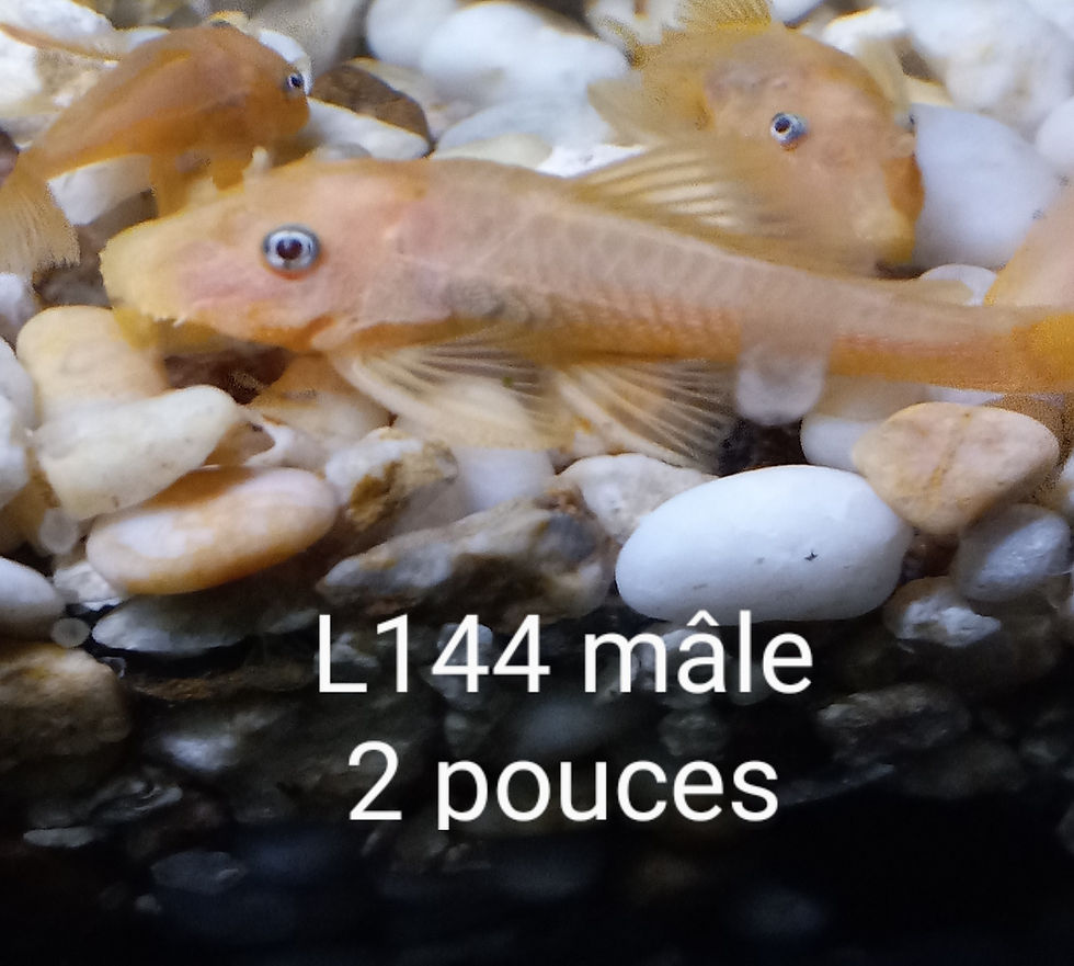 Miniature : L144 SHORTFIN ancistrus