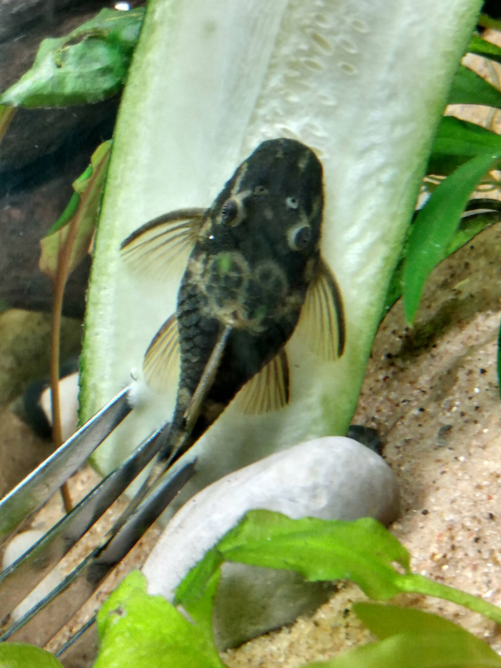 Miniature : GREEN DRAGON SHORTFIN ancistrus