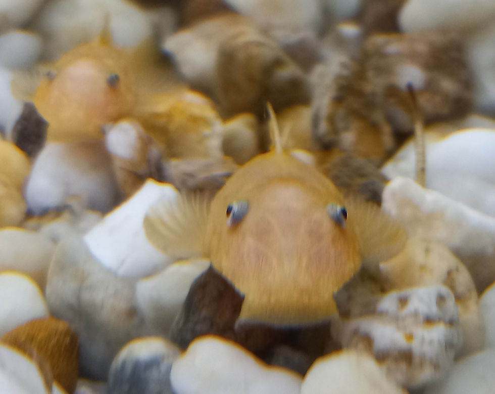 Miniature : L144 SHORTFIN ancistrus