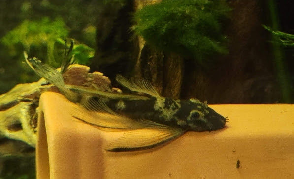 Miniature : GREEN DRAGON LONGFIN ancistrus