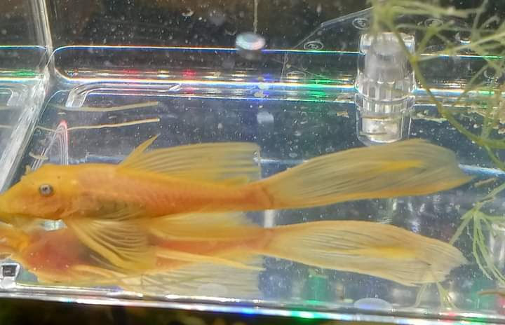 Miniature : L144 LONGFIN   ancistrus