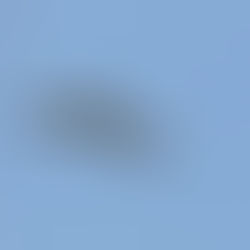 short-toed eagle