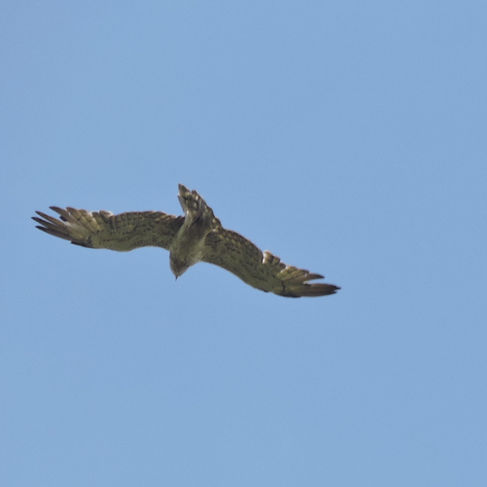 short-toed eagle