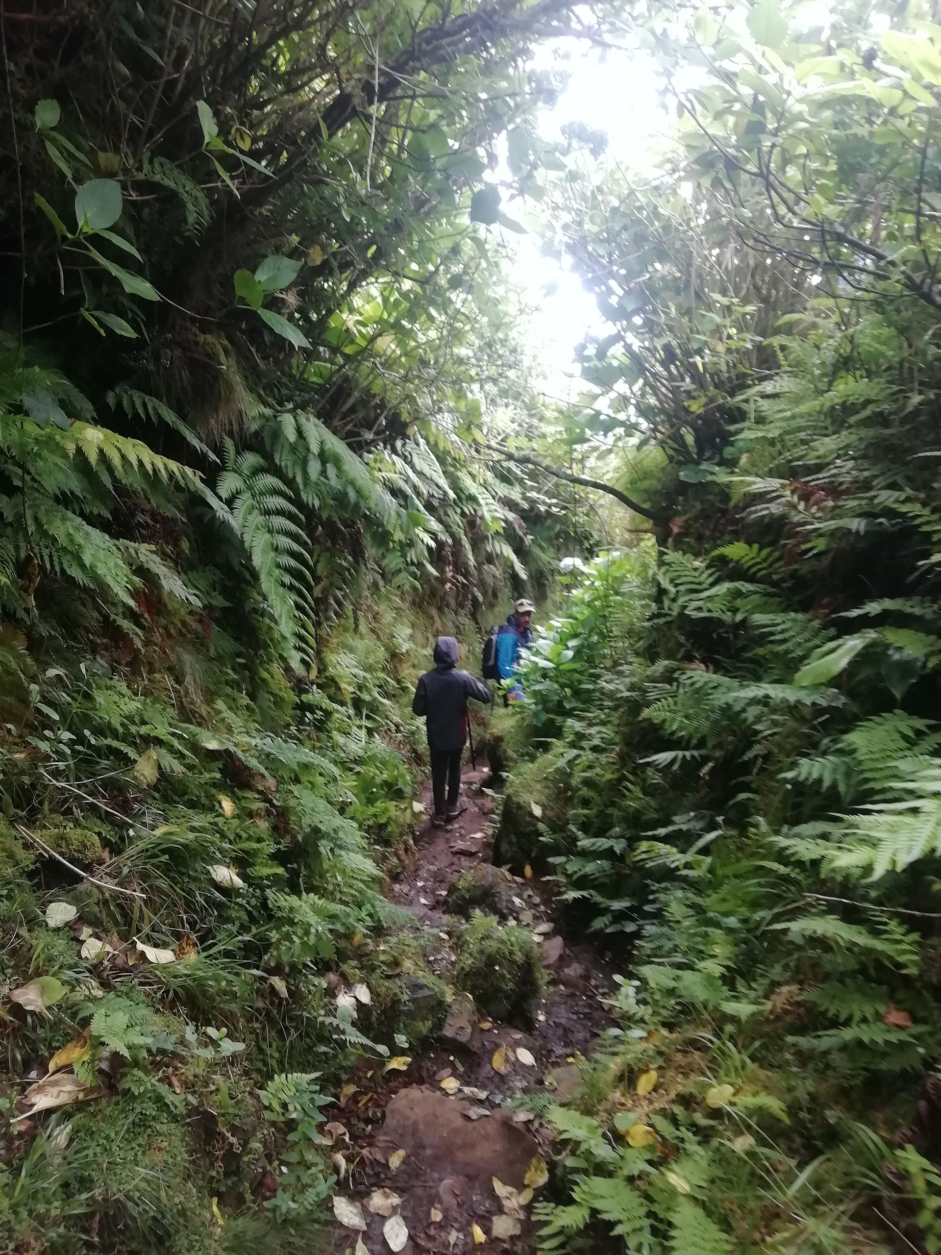 Walking trails - Flores Island