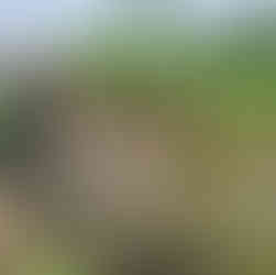 Azenha da Fajãzinha