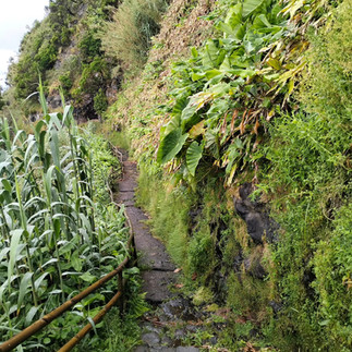 Walking trails - Flores Island