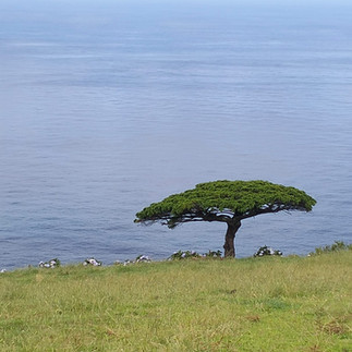 Walking trails - Flores Island