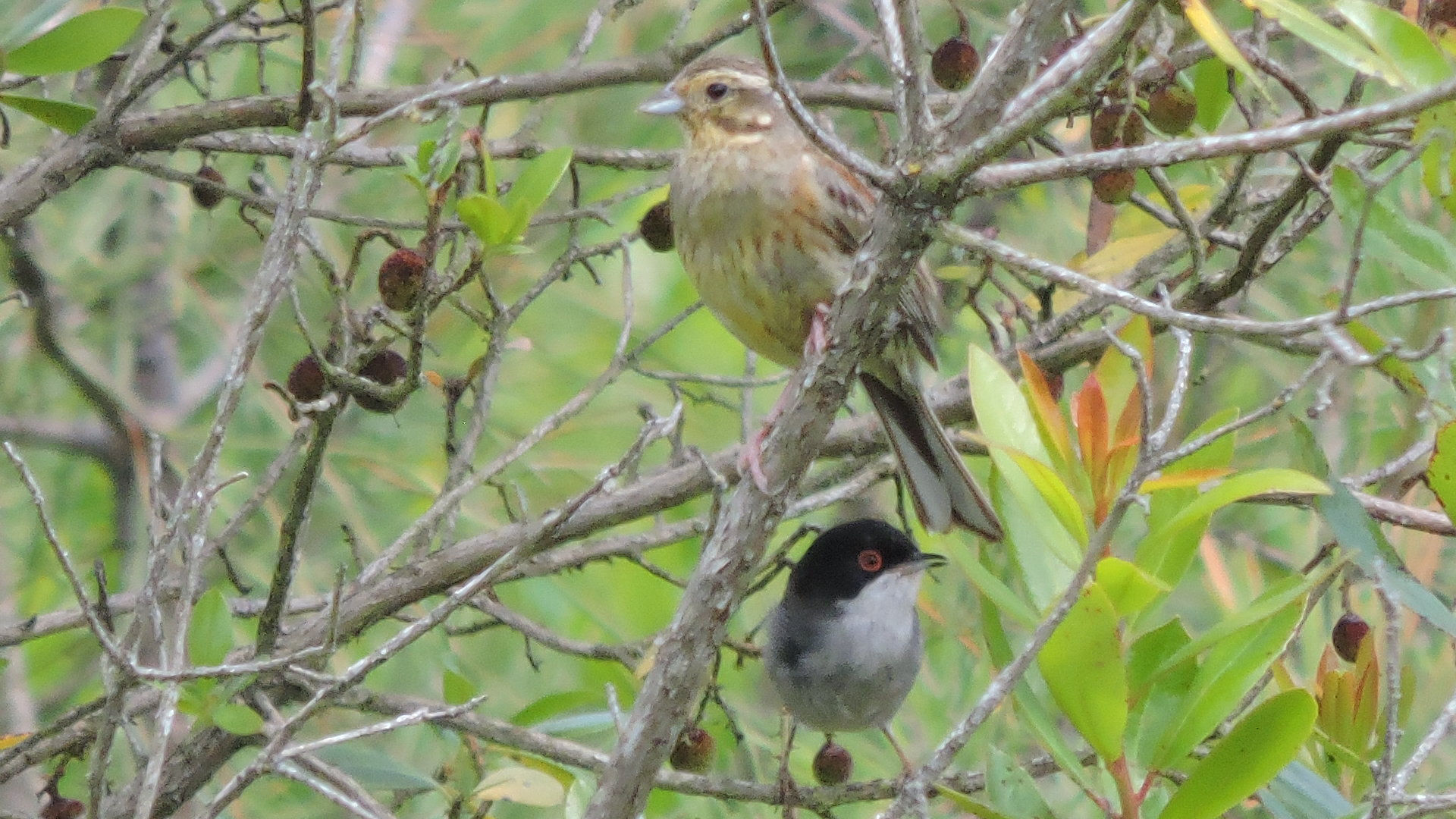 Black-throated Bunting and warbler