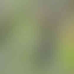 escrevedeira e toutinegra