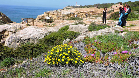 caminhada dos 7 vales suspensos - flora