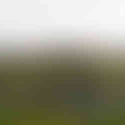 Lagoons - Islands of Flowers