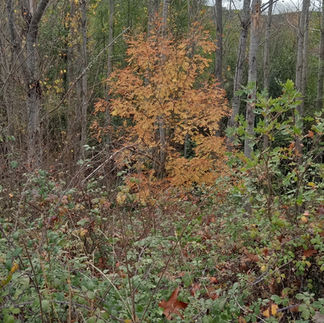 Deer Route – Guadramil