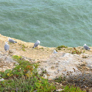 caminhada dos 7 vales suspensos - fauna