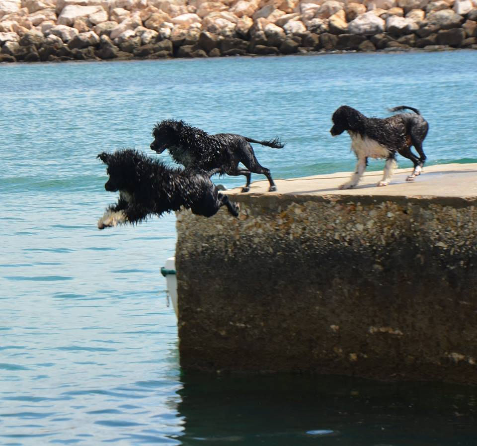 Portuguese Water Dog