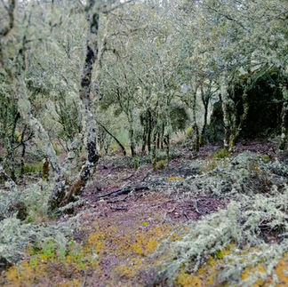 Ornal Trail