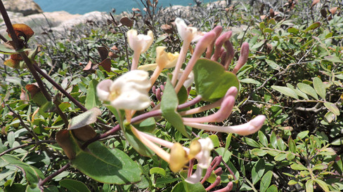 caminhada dos 7 vales suspensos - flora
