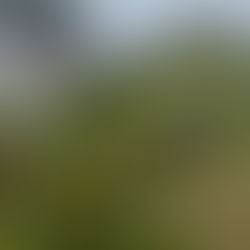 Percursos pedestres - Ilha das Flores