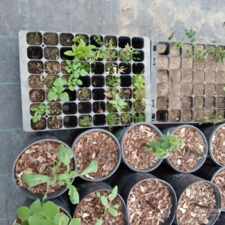 CARES - Centro de Agroecologia e Regenração para o Semiárido