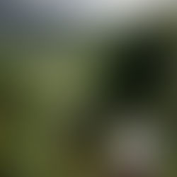 Percursos pedestres - Ilha das Flores