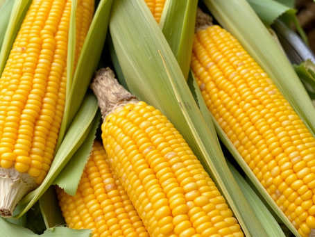 Sweet Corn Festival at Buckeye Lake