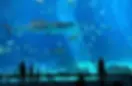 georgia aquarium.webp