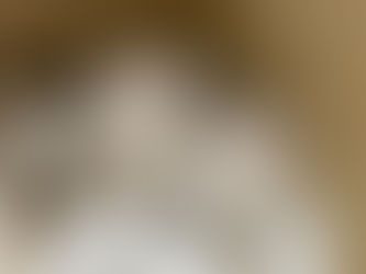 犬猫の保護活動事業について