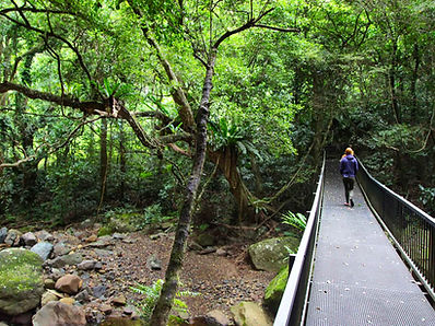 Minamurra rainforest