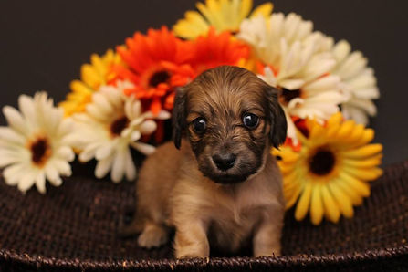 13934930_638049986363533_110158739574411