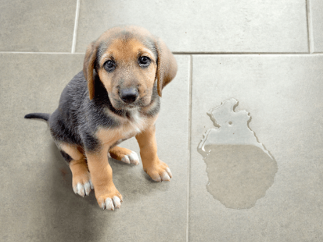 How to Potty Train Your Puppy FAST!