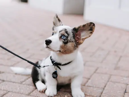 The Dos and Don'ts of SOCIALIZING Your Puppy