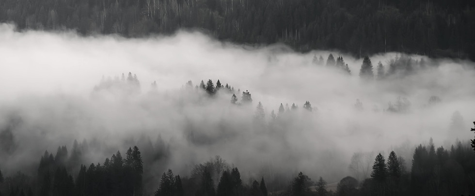 Misty forest landscape representing spiritual clarity, inner reflection, and guidance through uncertain moments