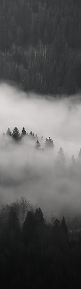 Misty forest landscape representing spiritual clarity, grounding, and guidance through uncertainty.
