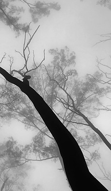 Nature canopy view representing grounding, awareness, and inner guidance.